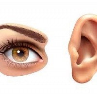 Ojo y oído
